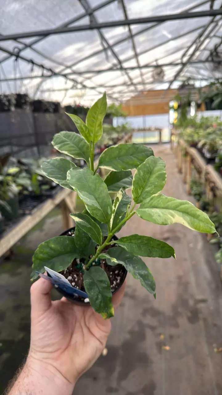 4” Hoya multiflora outer variegated 182 thumbnail