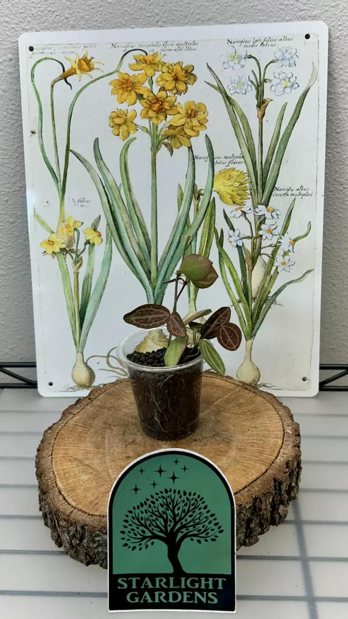 Dishidia ovata thumbnail