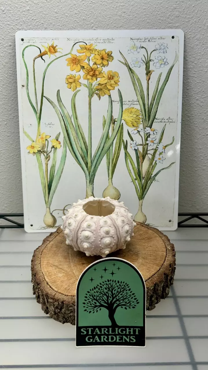 Sputnik (Sea Urchin) Shell thumbnail