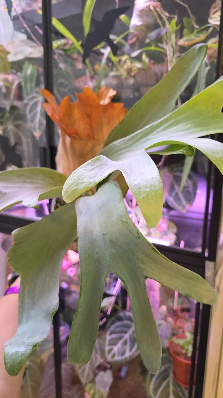 Platycerium Silver Salmon, Large thumbnail