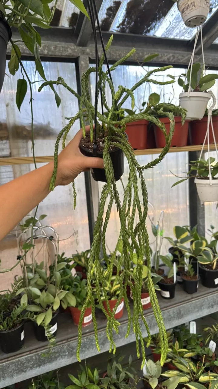 295 Huperzia Carinata Soi Dragon thumbnail