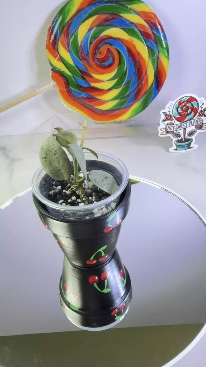 Hoya Lacunosa Silver Pearl thumbnail