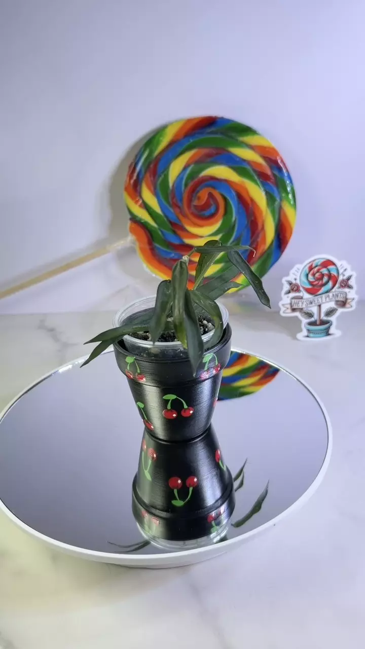 Hoya Pandurata thumbnail