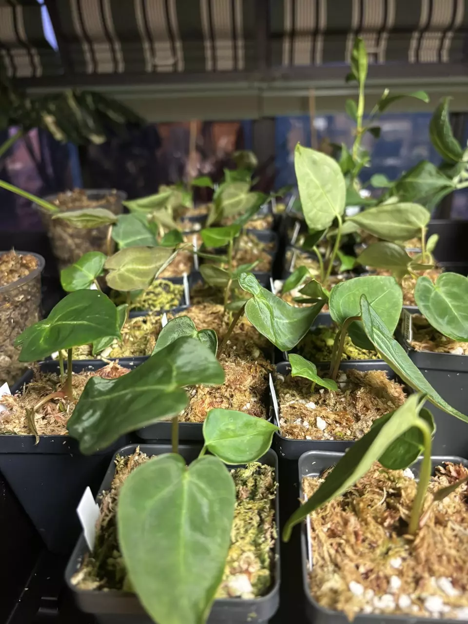 Mystery Anthurium thumbnail