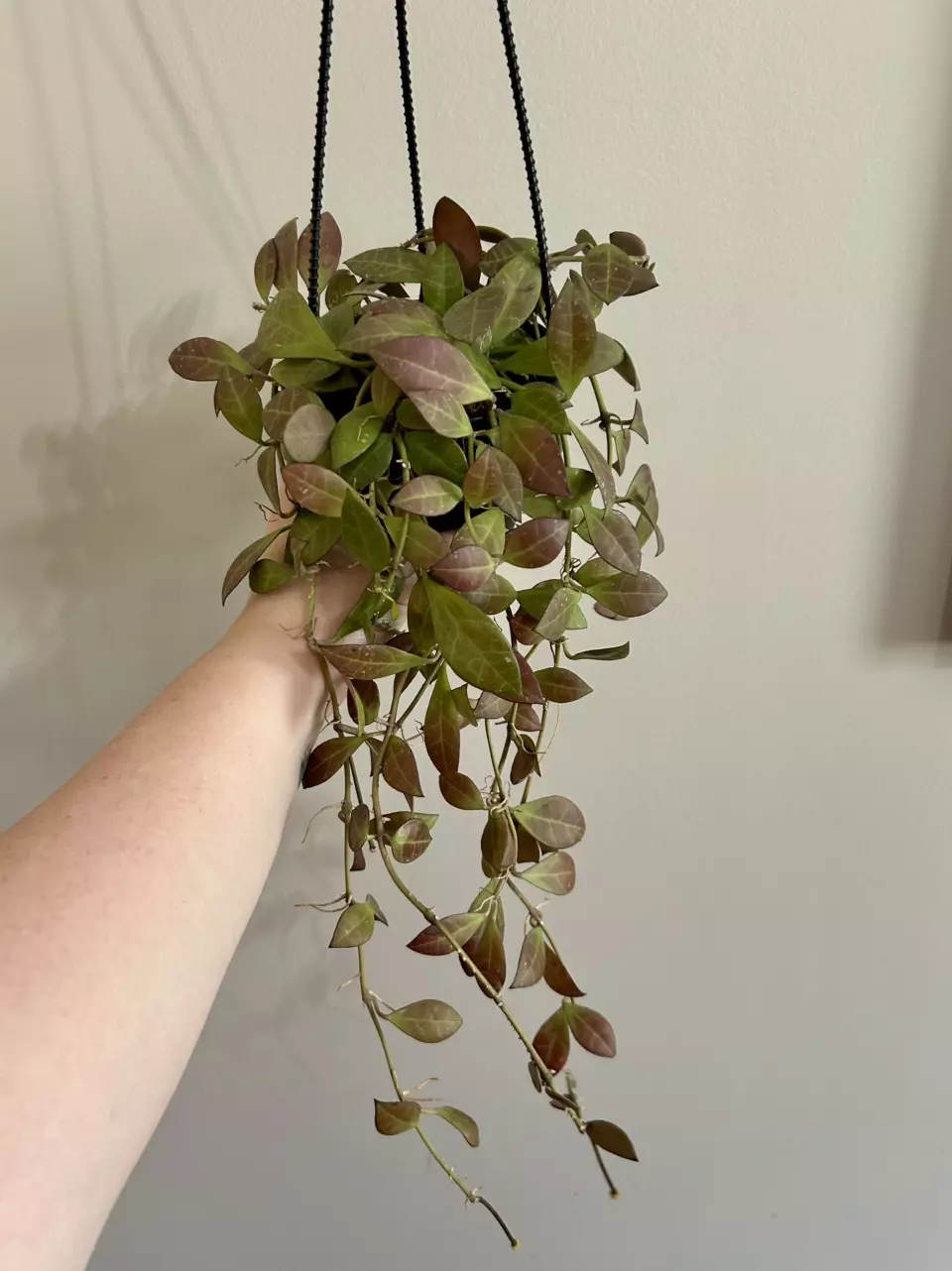 Hoya Sipitangensis (2 leaf cutting) thumbnail