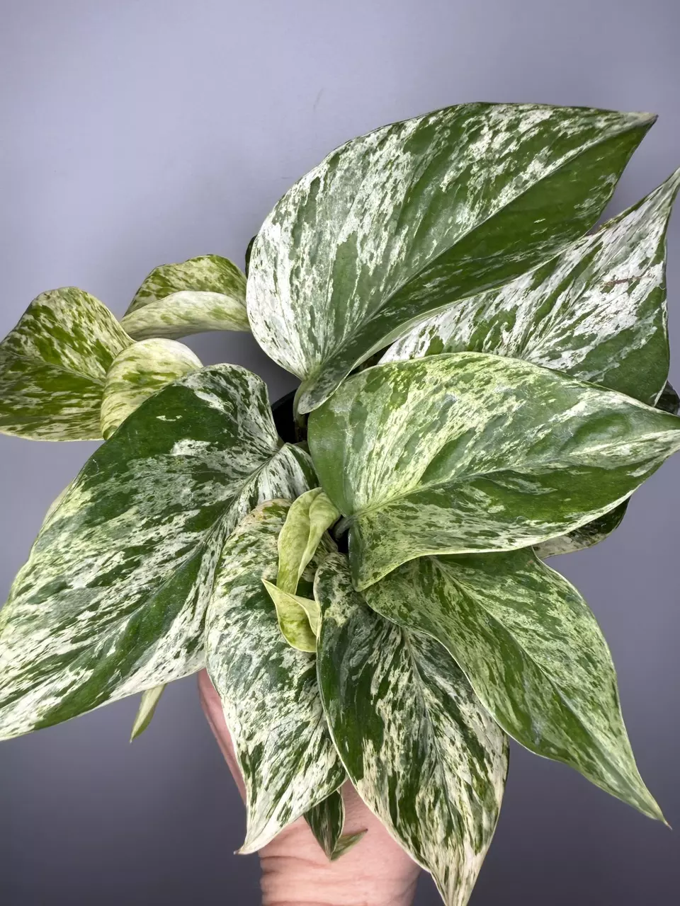 Epipremnum Aureum ‘Marble Queen’ - 4” Pot thumbnail