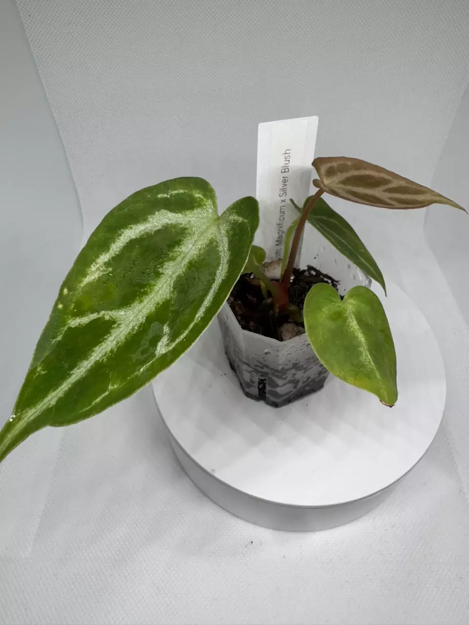 Anthurium Magnificum x Silver Blush thumbnail
