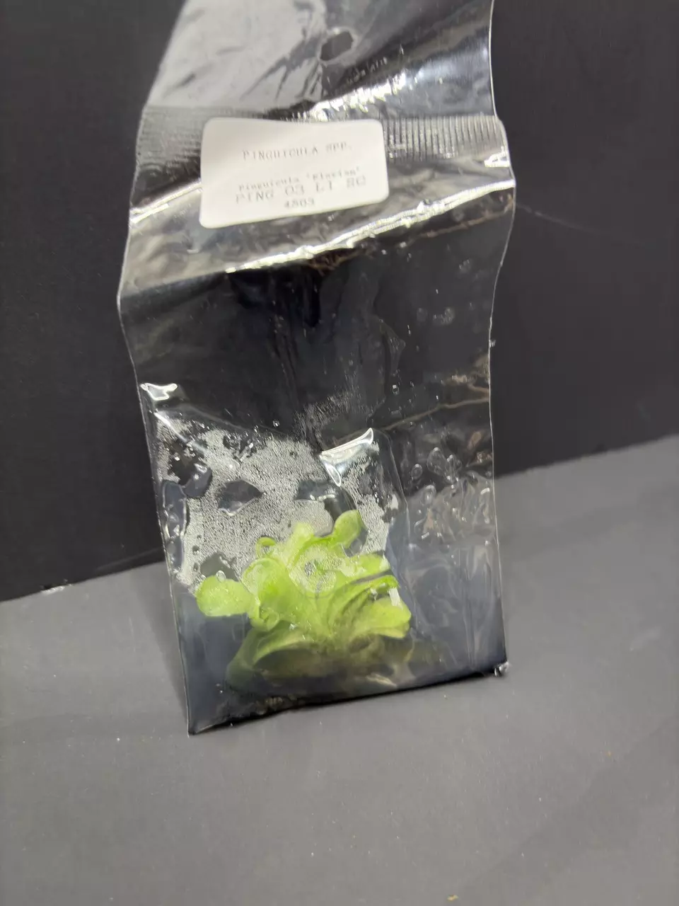 Mexican Pinguicula Butterwort Florian Tissue Culture Plantlet Seller's Choice thumbnail