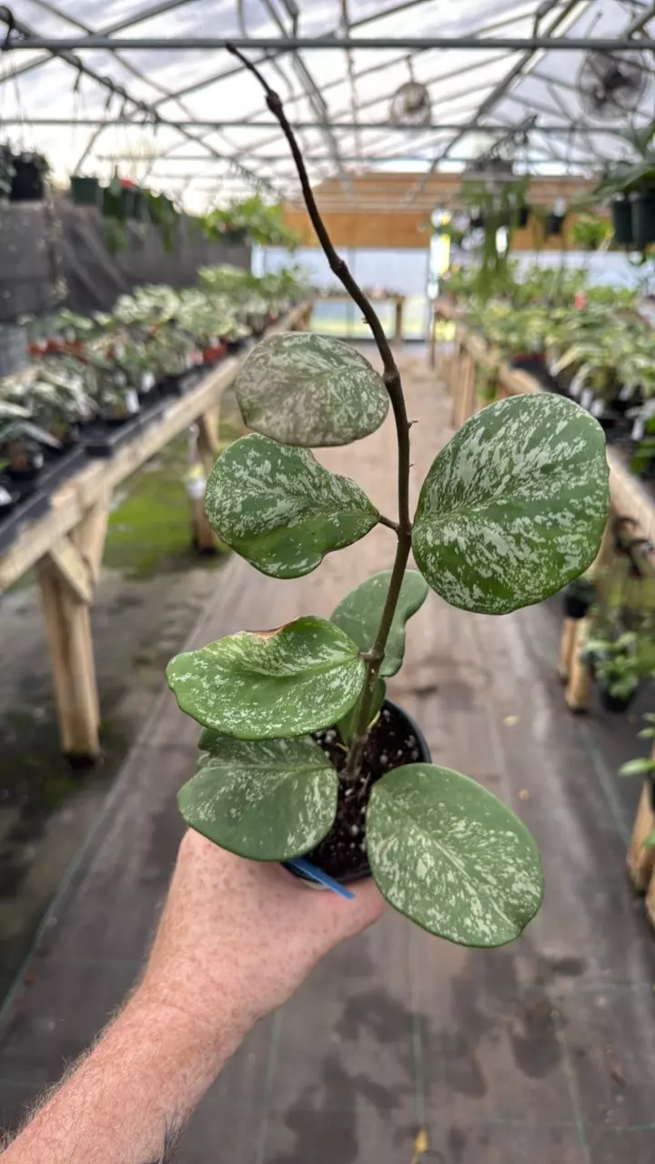 4” Hoya Obovata splash 102 thumbnail