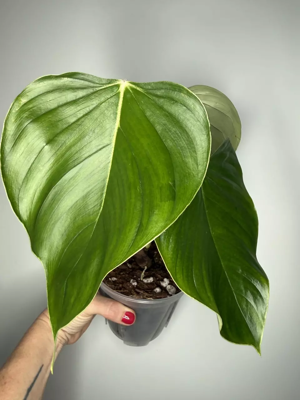 Philodendron Ornatum cf thumbnail