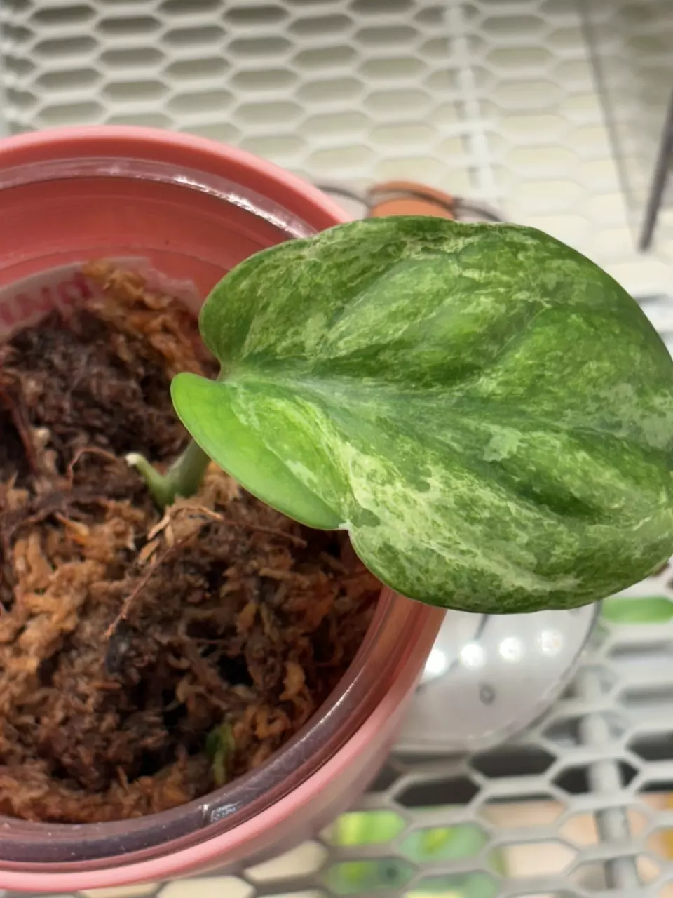 jade satin scindapsus variegated thumbnail