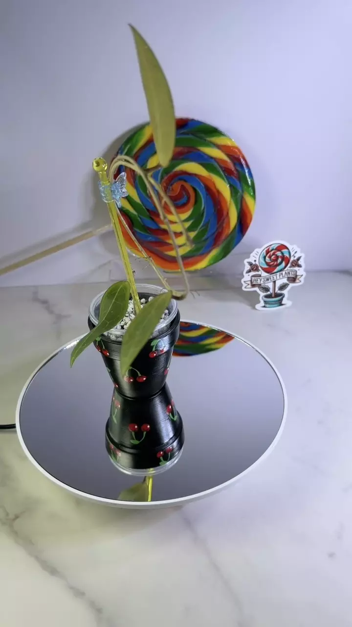 Hoya Love Affair 💗 thumbnail