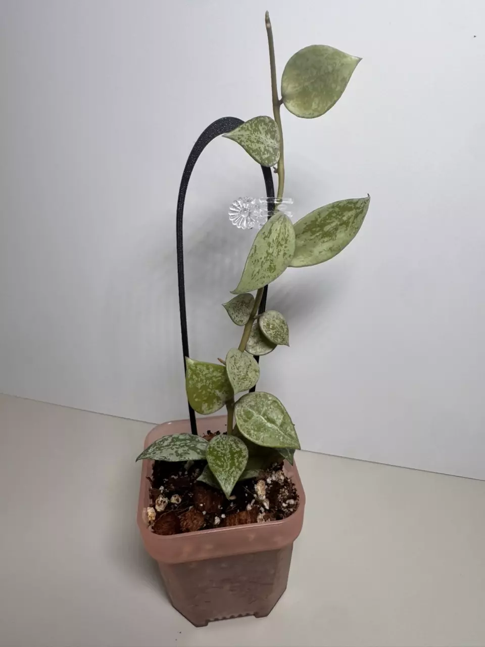 Hoya Lacunosa Tiger Skin 0743 thumbnail