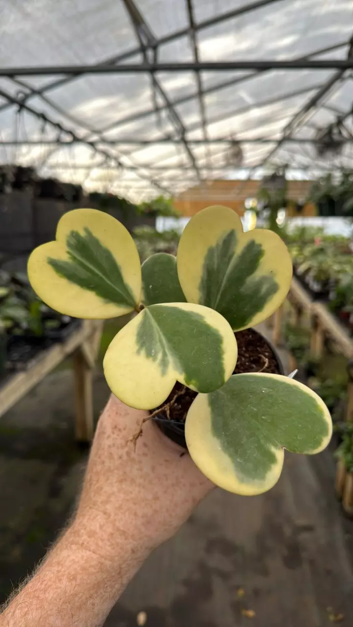 4” Hoya kerrii outer variegated 67 thumbnail