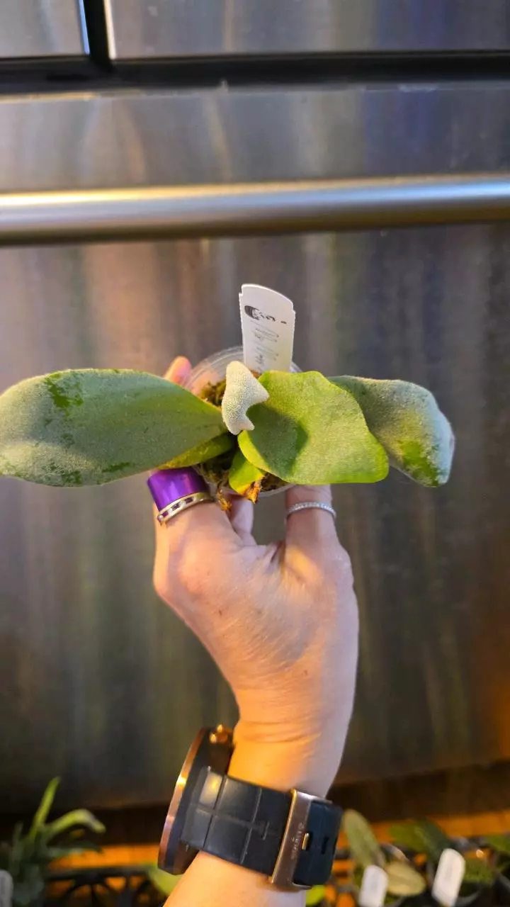 Platycerium Pearl Queen, medium thumbnail