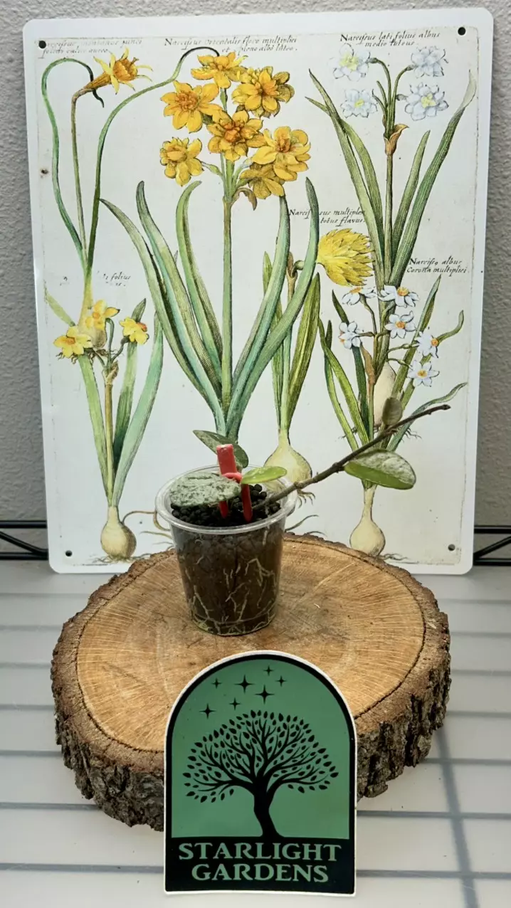 Hoya Mathilde ‘Splash’ thumbnail