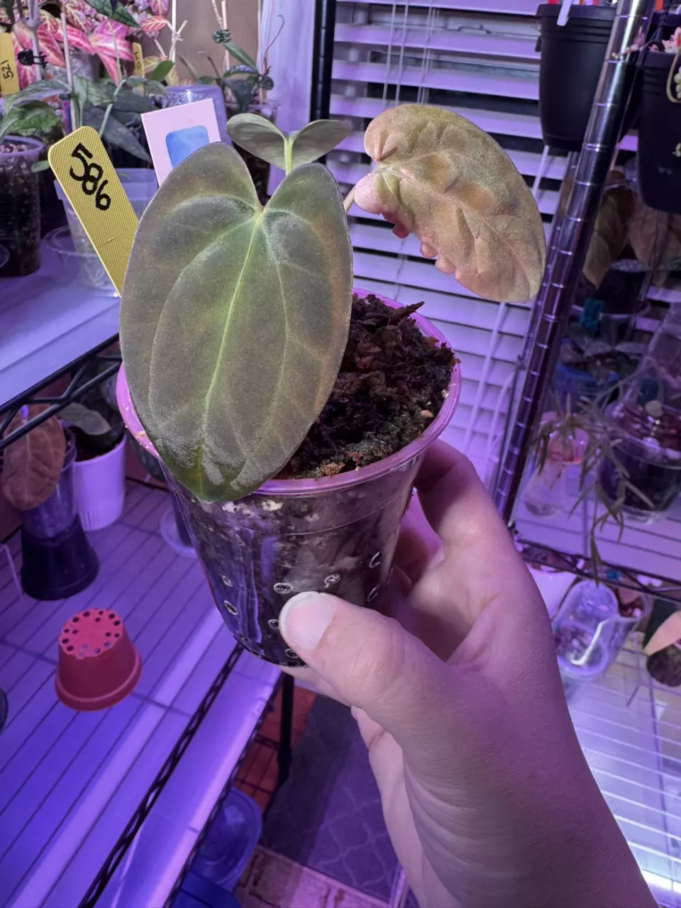 Anthurium AOS x L x LB x(Dark Phoenix x FSRL)586 thumbnail