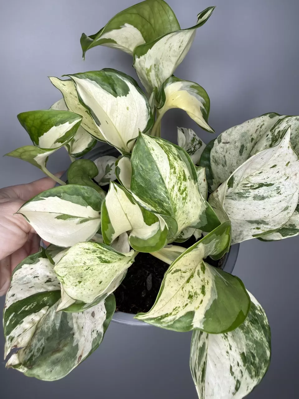 Epipremnum Aureum Manjula - 6” Pot thumbnail