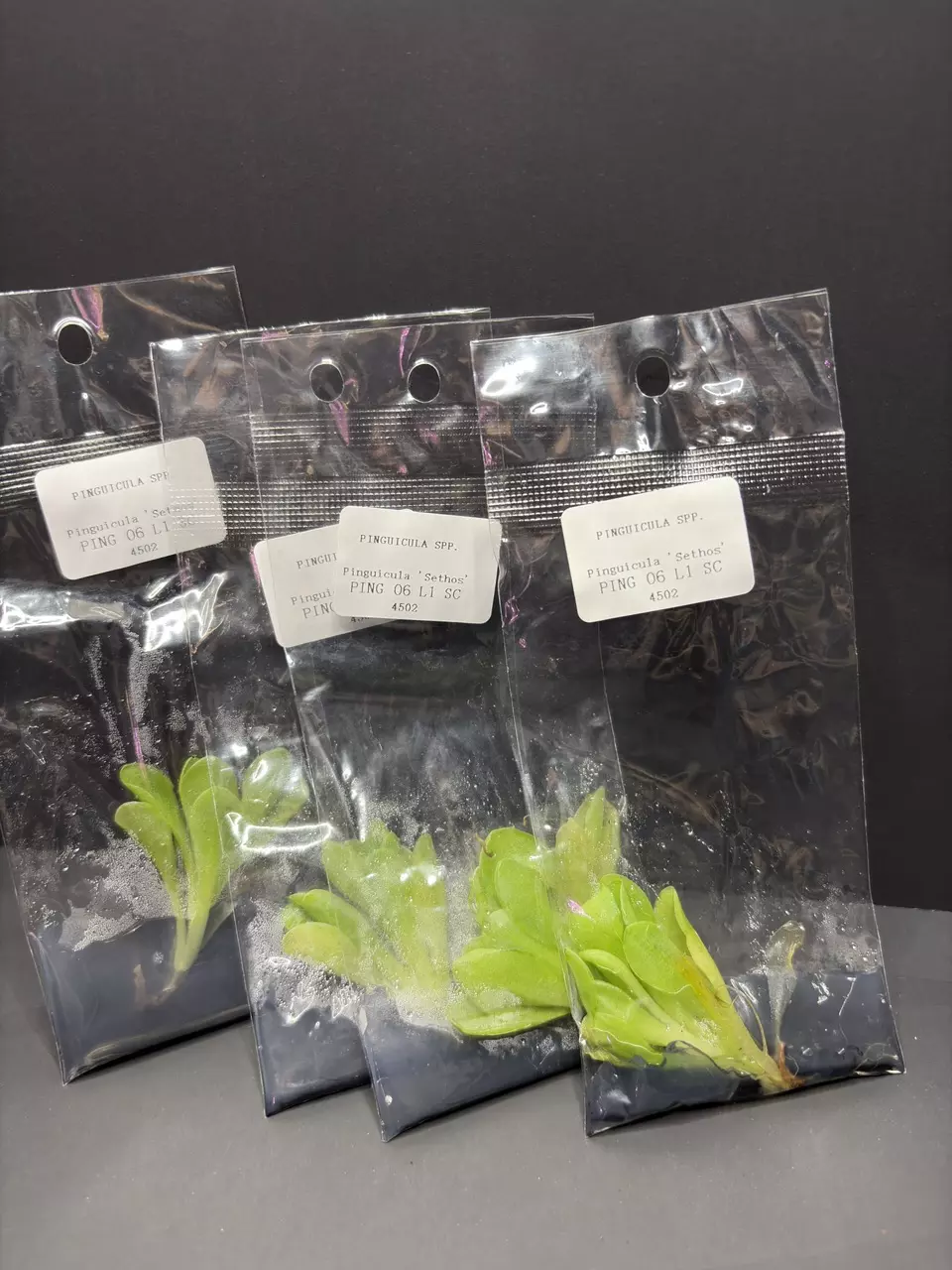 Mexican Pinguicula Butterwort Sethos Tissue Culture Plant Seller's Choice thumbnail