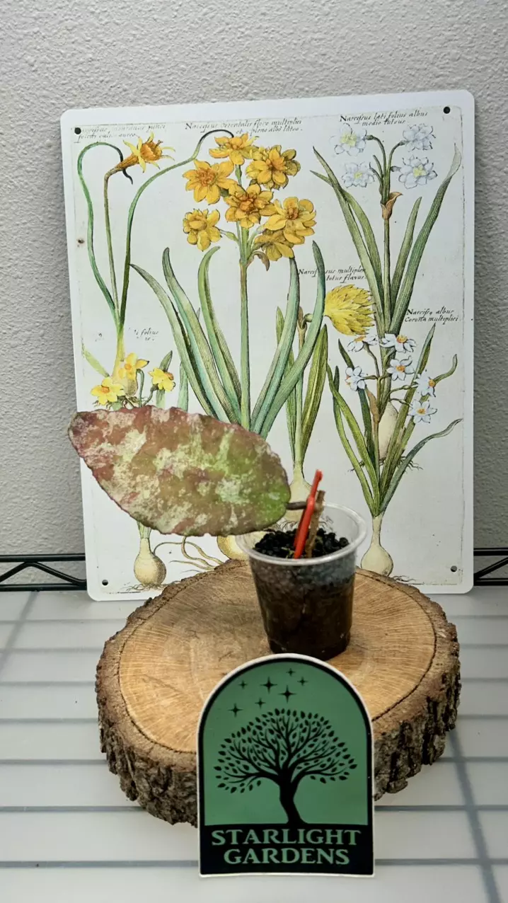 Hoya Caudata ‘Silver Splash’ thumbnail