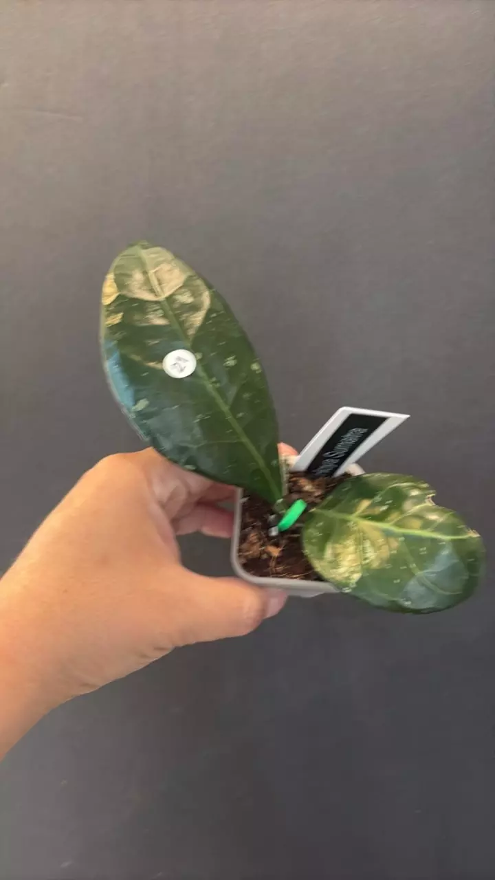 Hoya Sumatra thumbnail