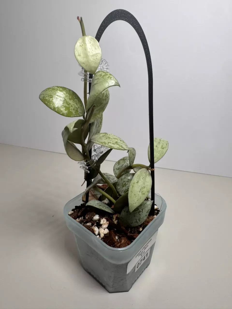 Hoya Lacunosa Tiger Skin 0741 thumbnail