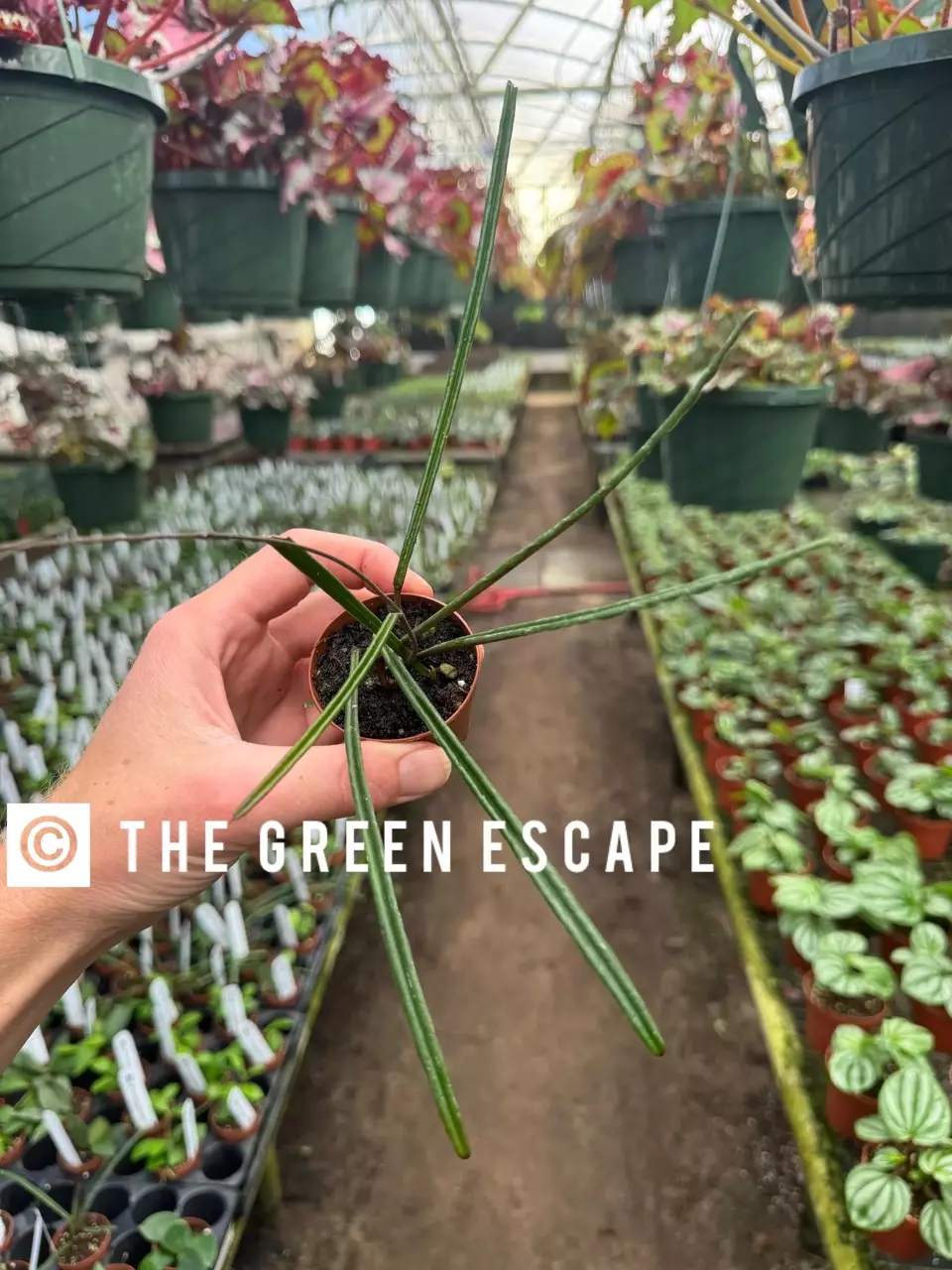 Hoya insularis 2" Pot Growers Choice thumbnail