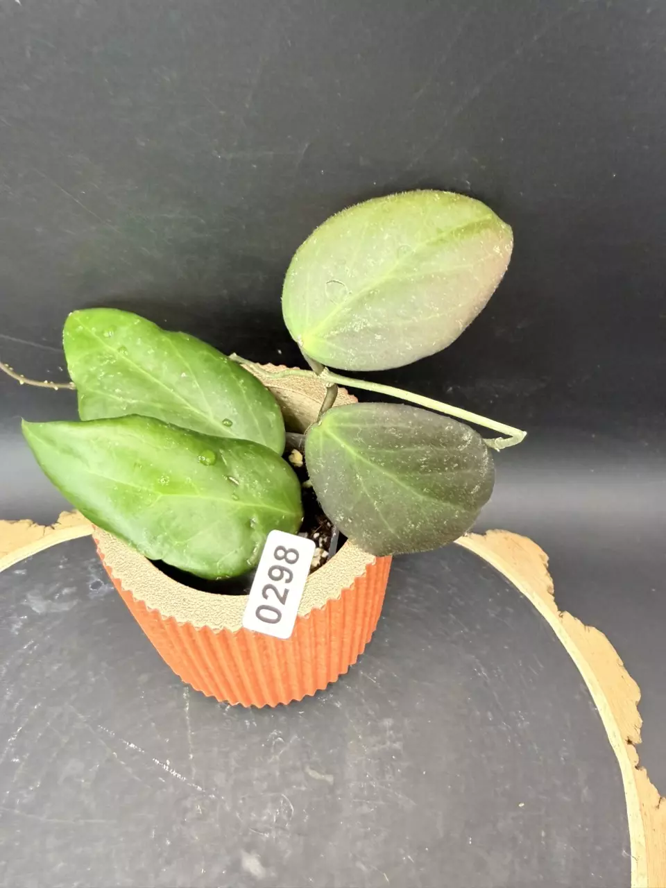 Hoya “Coral Reef” GTX-74 🪸( Deleoniorum x Caudata) thumbnail