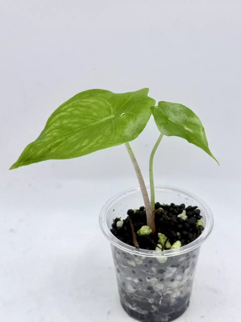 Alocasia Nairobi Nights TC grown from albo mother thumbnail