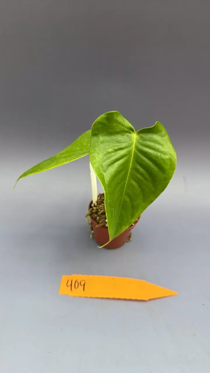 Anthurium Veitchii - 409 thumbnail