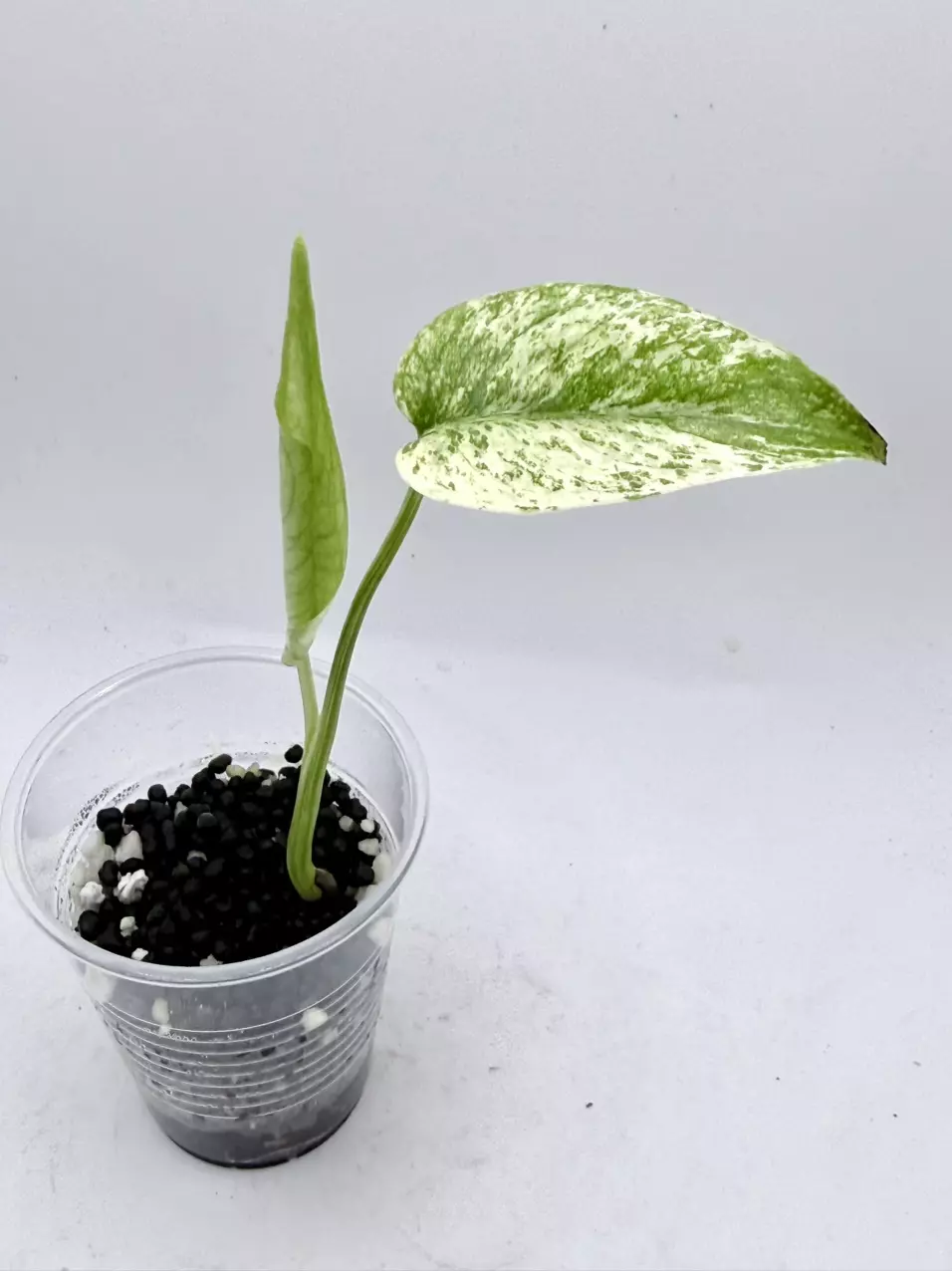 Monstera White Monster thumbnail