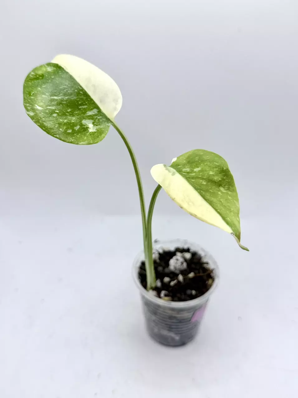 High Var Monstera Thai Con thumbnail