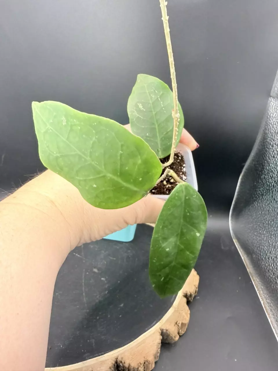 Hoya Patricia #301 thumbnail