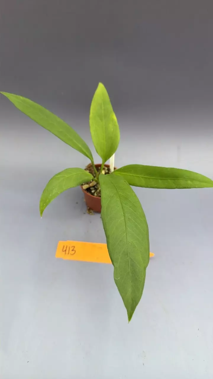 Anthurium Vuttarifolium - 413 thumbnail