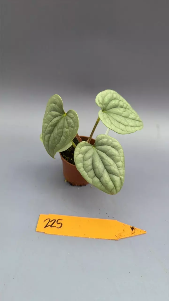 Anthurium Luxurians - 225 thumbnail