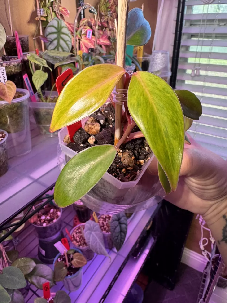 Philodendron Painted Lady 557 thumbnail