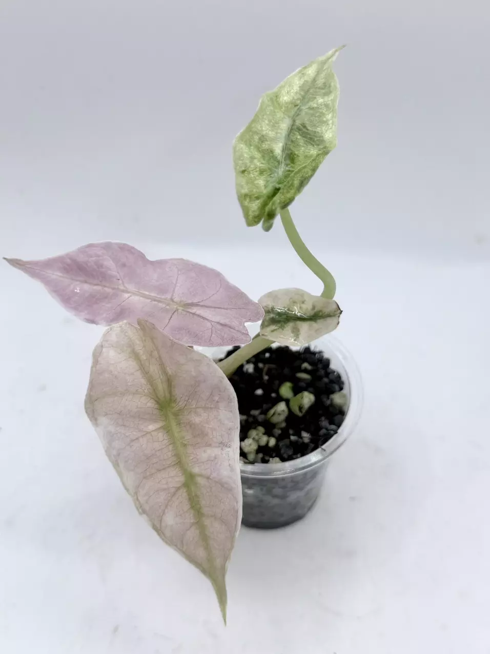 Alocasia Pink Polly Ghost Mint thumbnail