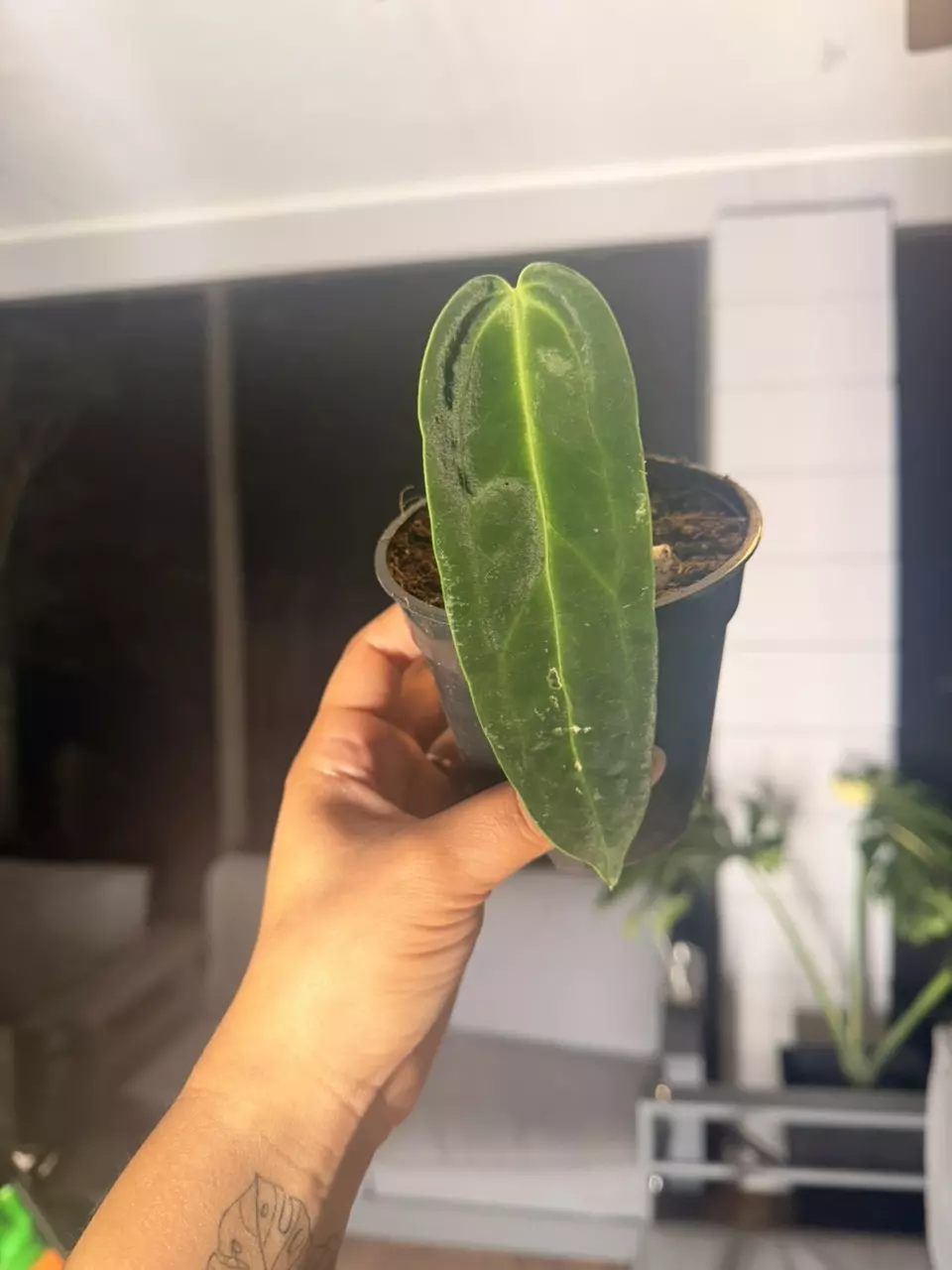 Anthurium warocquenum thumbnail