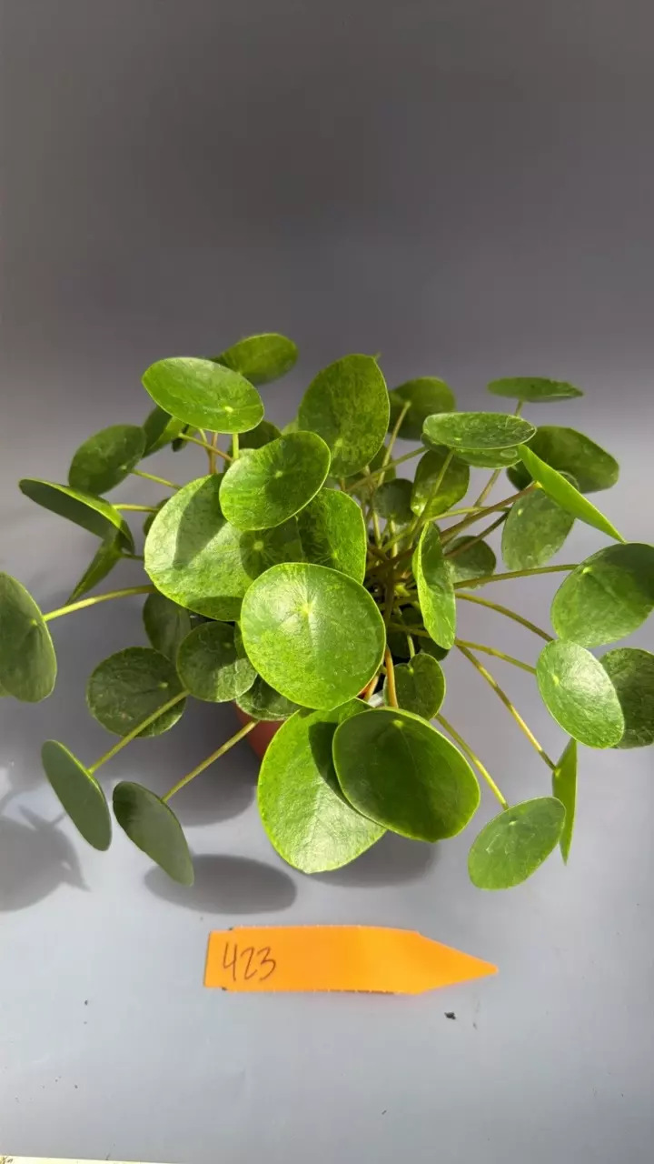 Pilea Pepermoides Mojito - 423 thumbnail