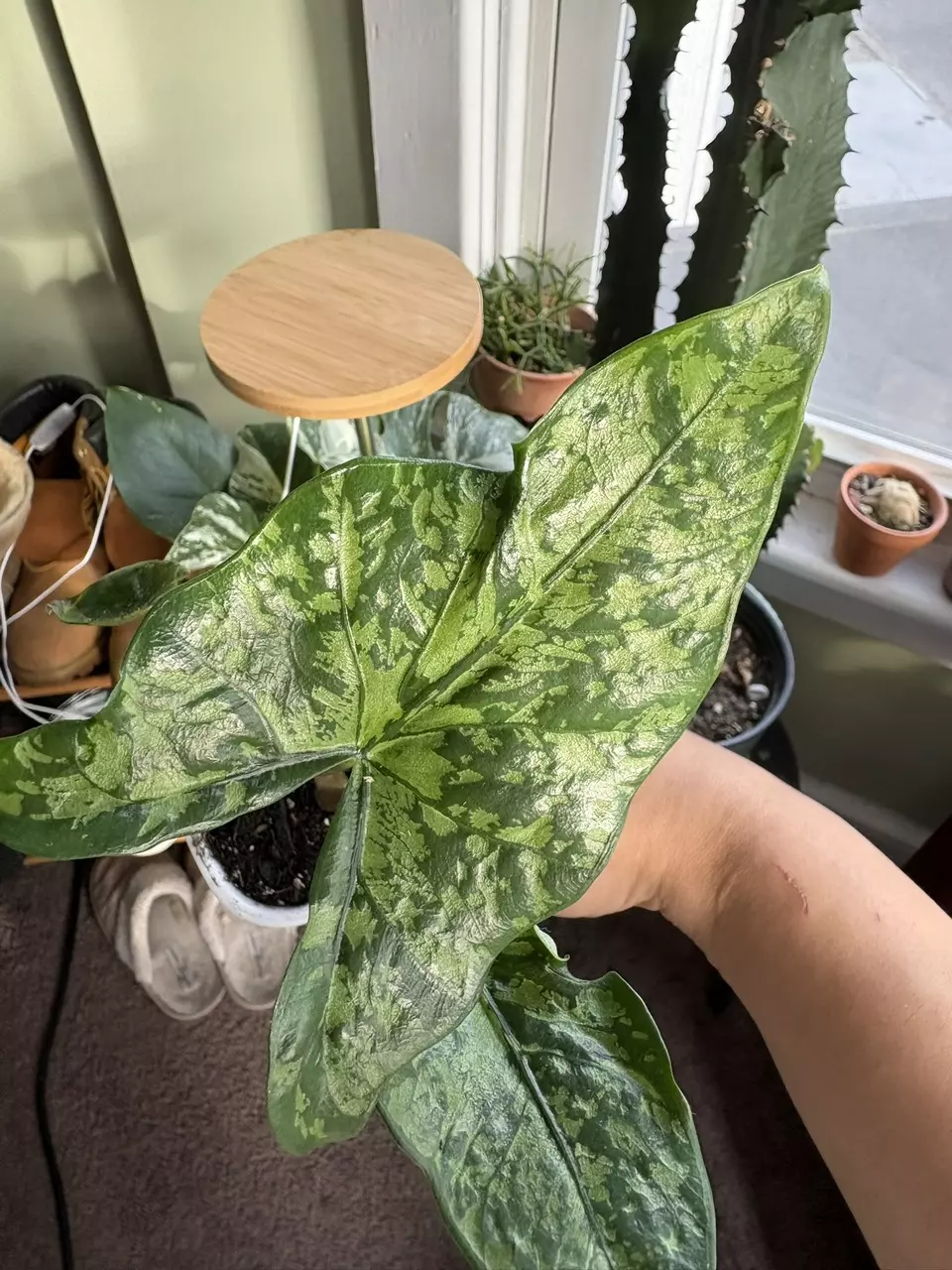 Alocasia Shattered Glass CORM thumbnail