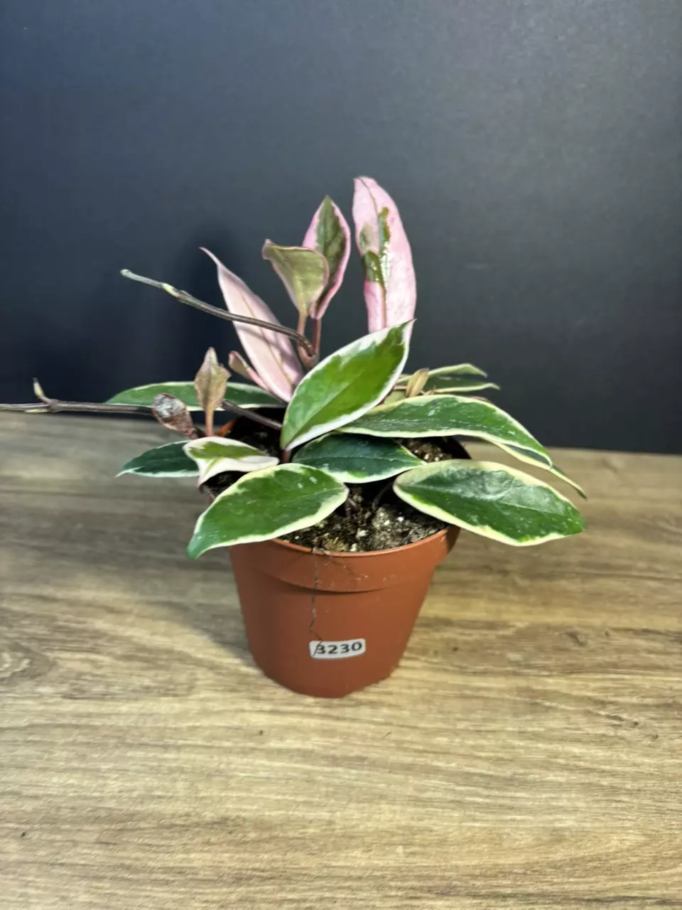 Hoya Flamingo Dream 4” 3230 thumbnail