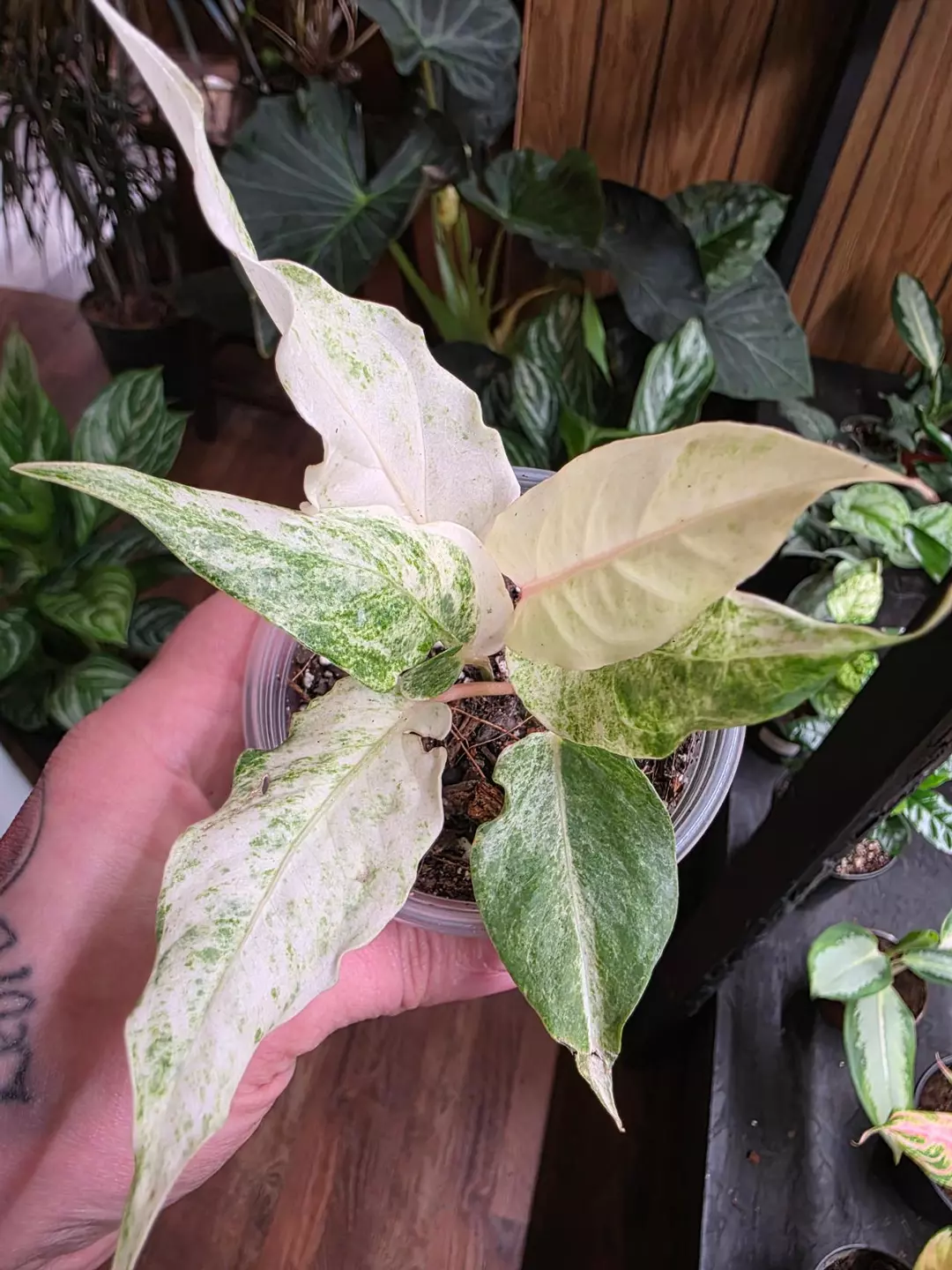 High color Variegated Hookeri Anthurium thumbnail