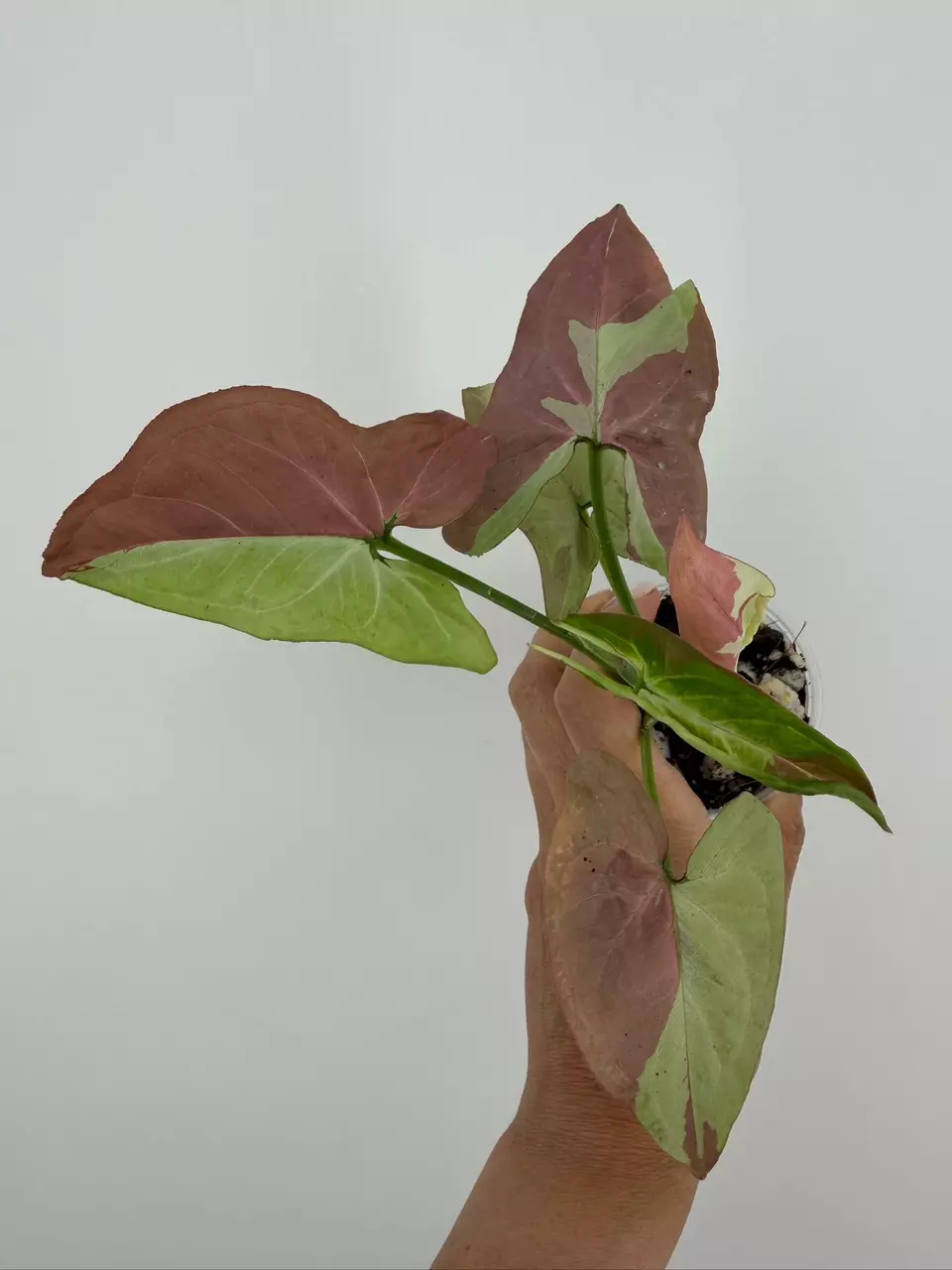 Syngonium Raspberry # 554 thumbnail