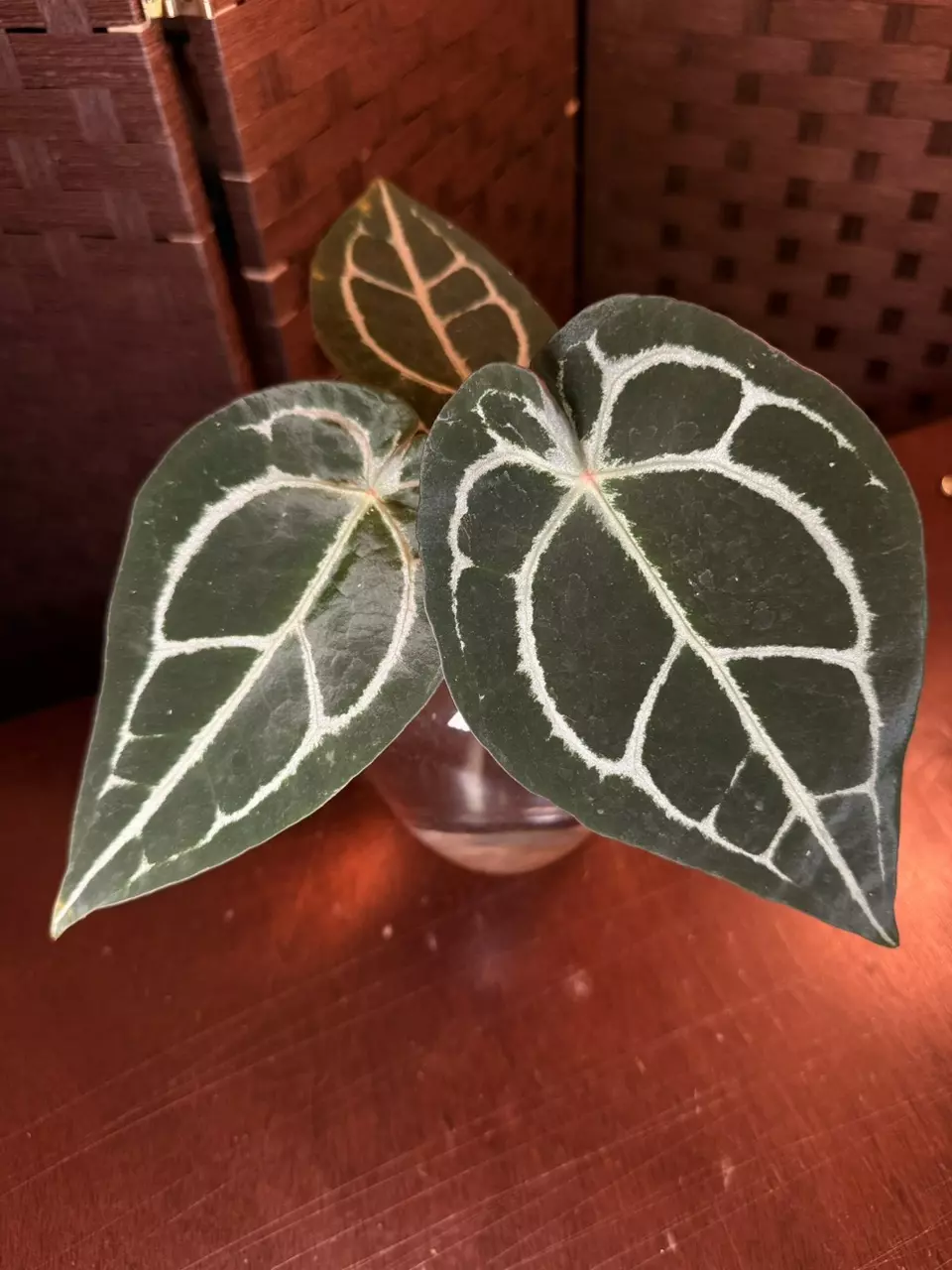 A. Thunderbolt x Crystal Silver *These are so 🔥 *Fresh Import* thumbnail