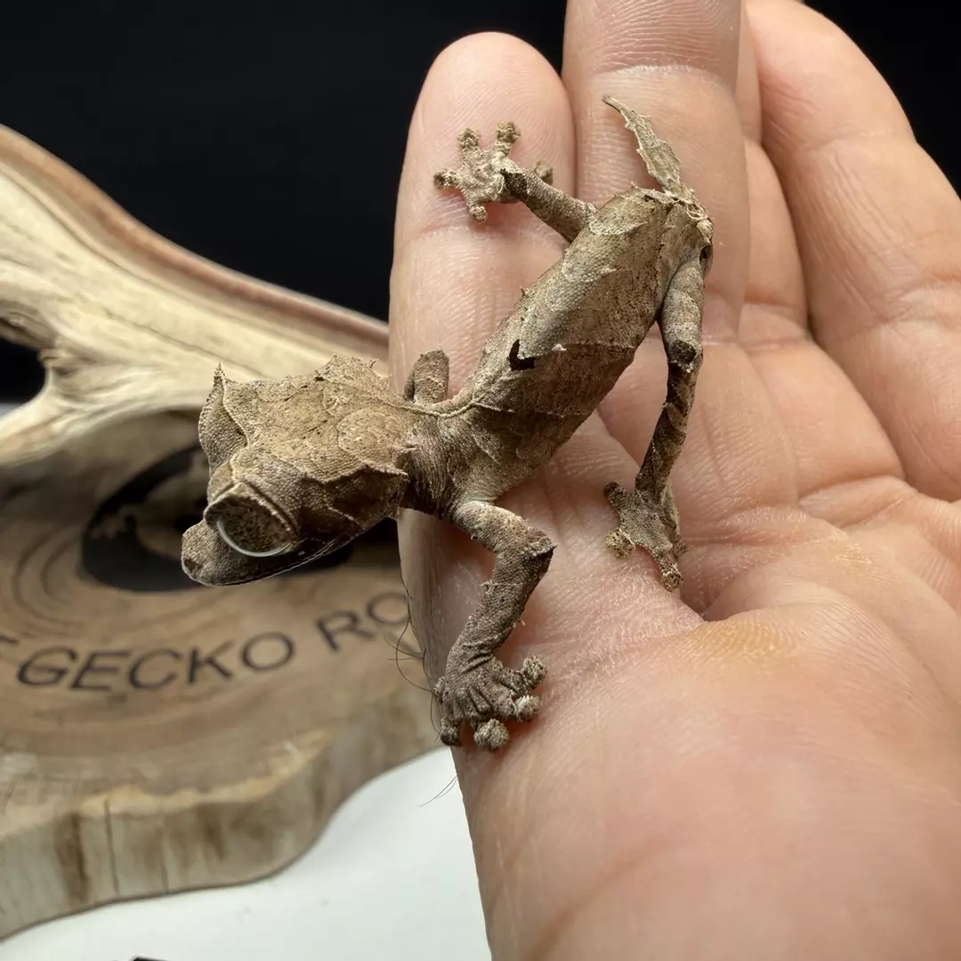 Uroplatus ebenaui thumbnail