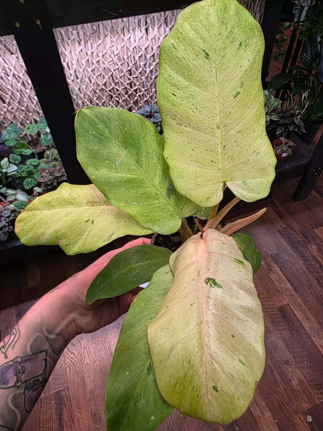 High Variegation Snowdrift Philodendron thumbnail