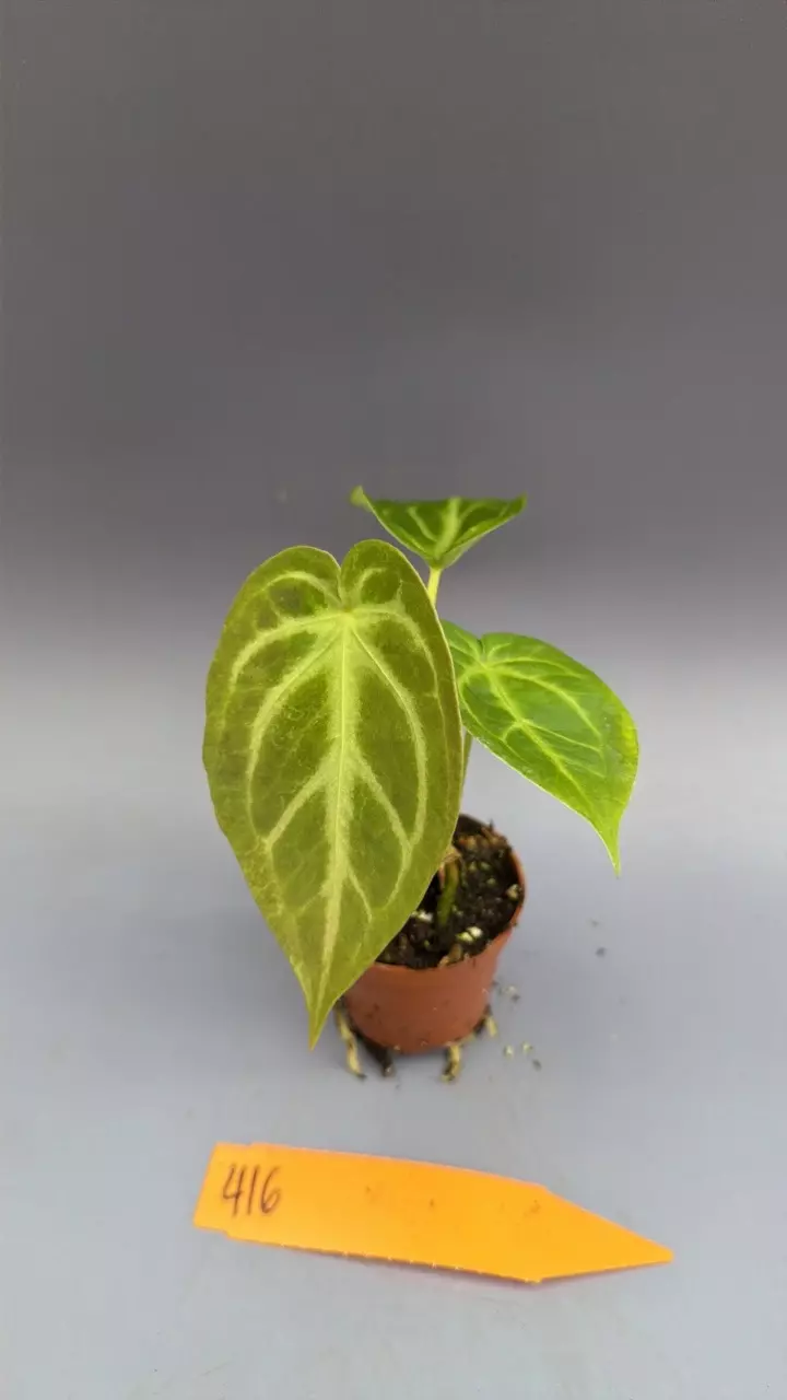 Anthurium Magnificum - 416 thumbnail