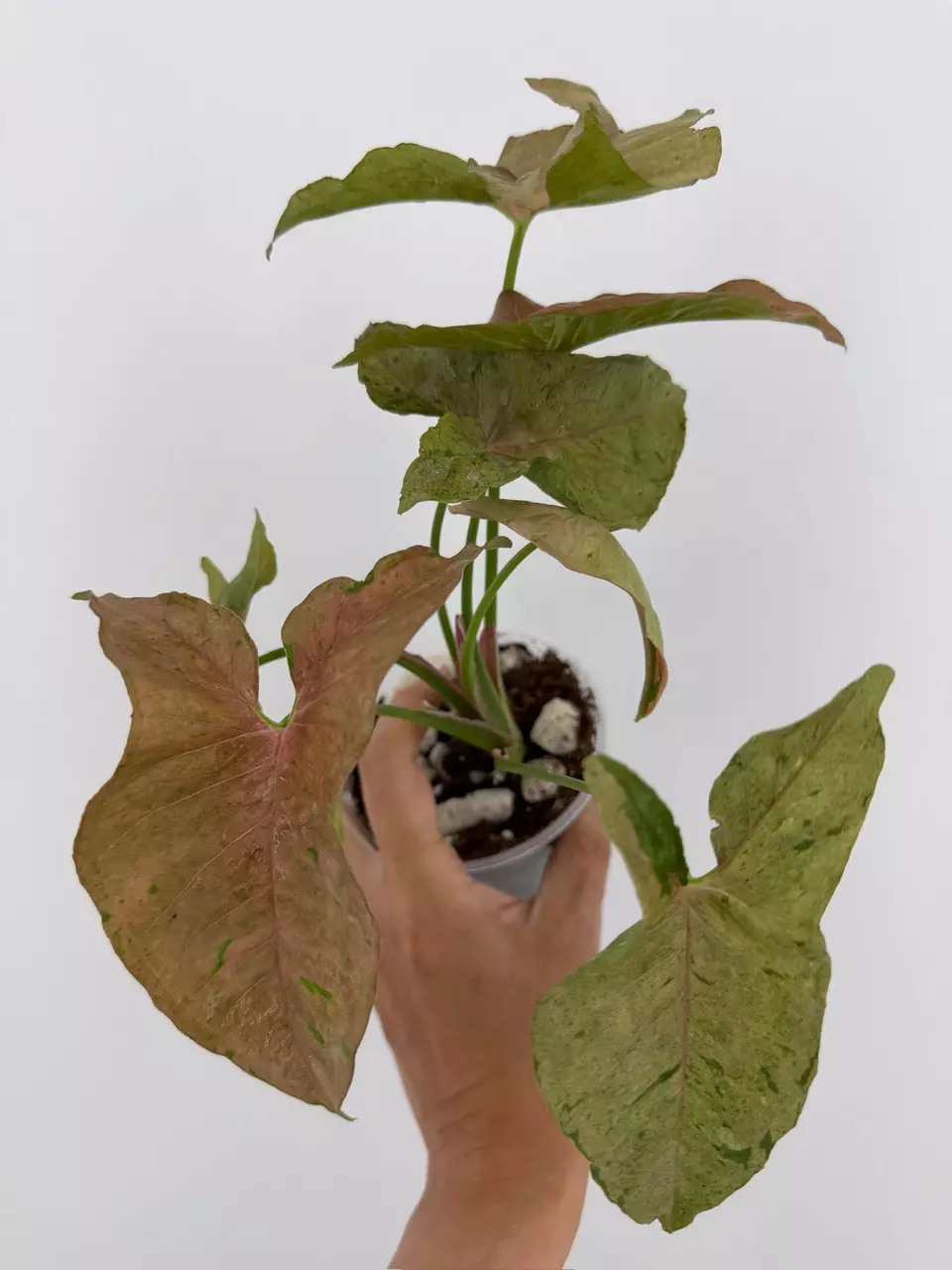 Syngonium bubblegum  # 537 thumbnail