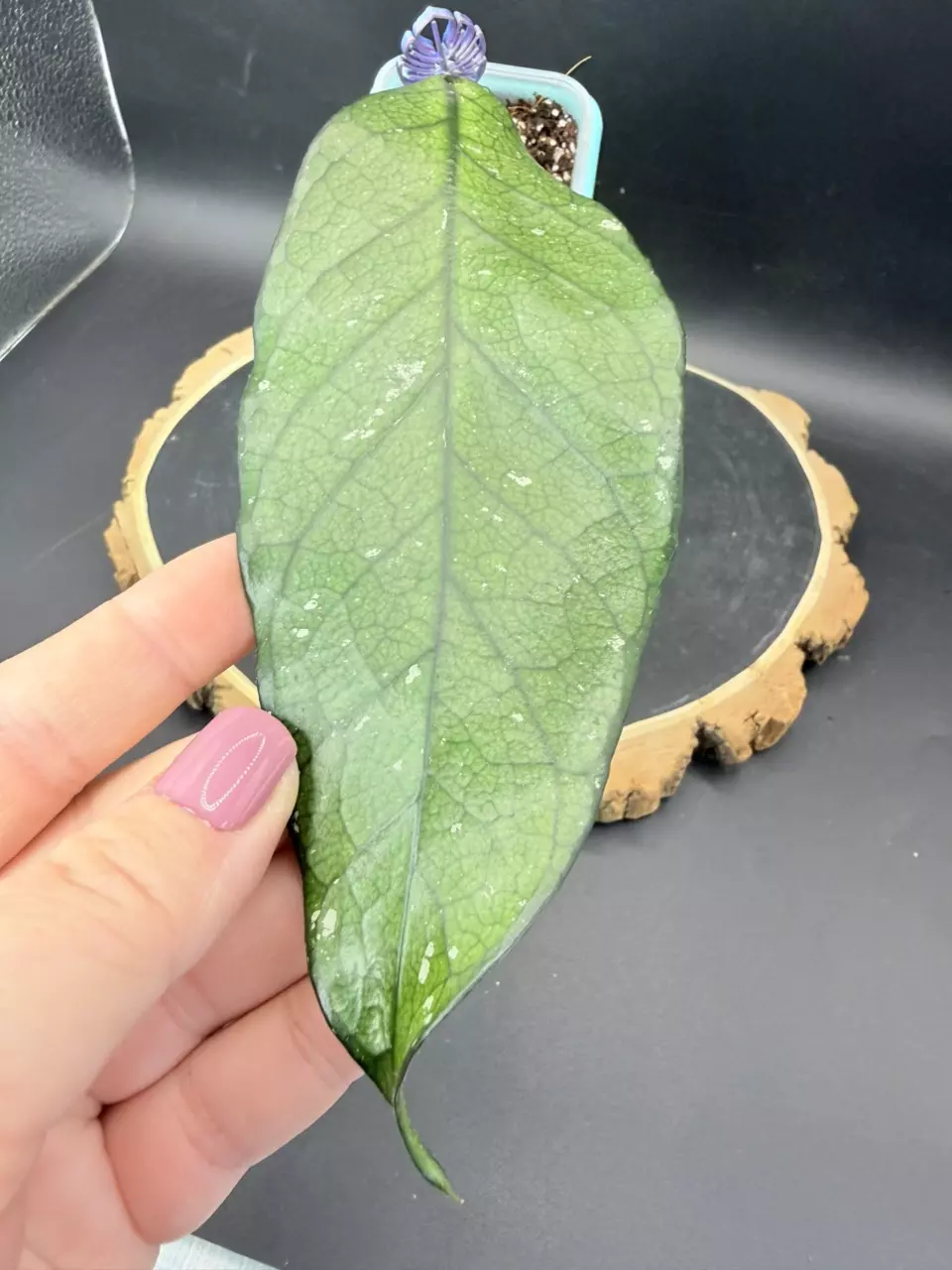 Hoya Lai Chau Wavy Leaf #308 thumbnail