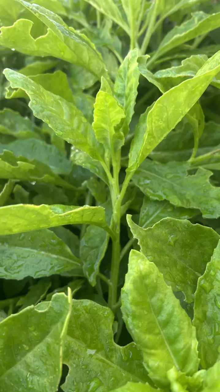 Gynura Divaricata (Longevity Spinach) thumbnail